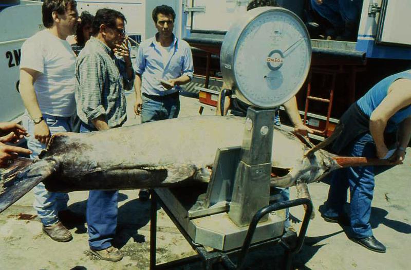 224-Pozzuoli,pescespada,giugno 1989.jpg